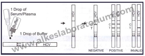 Jual Rapid Test HCV Strip Test AB Accurate - Alkeslaboratorium (3)