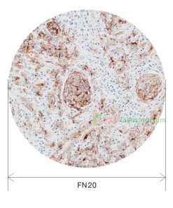 Olympus CX33 Mikroskop Biologi - Alkeslaboratorium